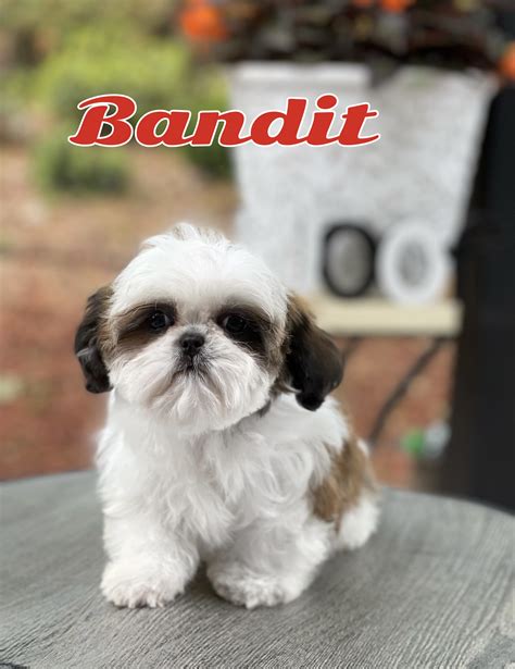 shih tzu for sale in atlanta ga